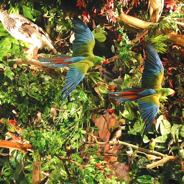 Visitar el Museo de las Aves – SALTILLO, MUSEOS
